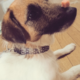 人間大好き！ジャックの男の子