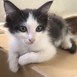 ハチワレやや長毛＊男の子