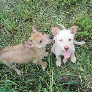 人なつこい甘えん坊さんのメス子犬です。