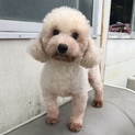 トイプードル コロちゃん♂ 里親募集中