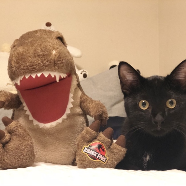 小小黑のカバー写真