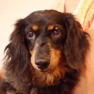 人と暮らす喜びを見つけたMダックス日向子