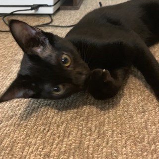 甘えん坊な黒猫ちゃん！