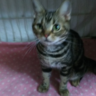 お願いします。