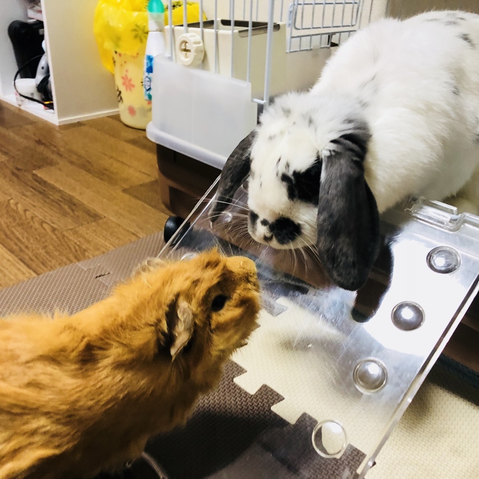 shimbaのカバー写真