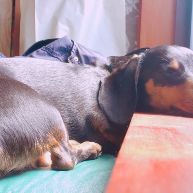 mamo *のカバー写真