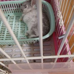 熟睡