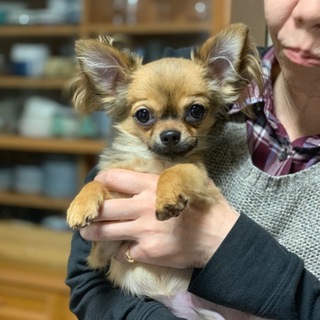 11ヶ月 甘えん坊のチワ 大阪府 犬の里親募集 ペットのおうち 月間利用者150万人