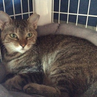 おとなしい大人猫さん、5歳です！