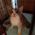 ３ヶ月位美人な三毛猫しゃん