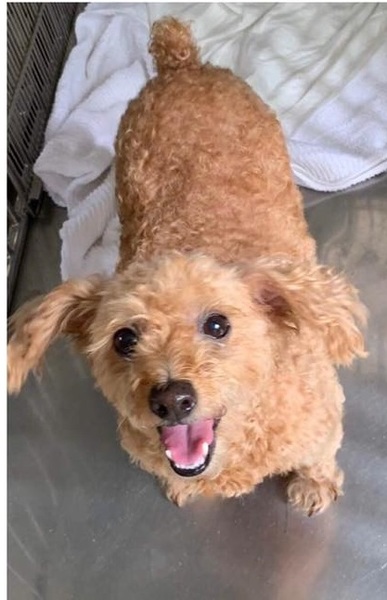 尻尾ふりふり可愛いプード 大阪府 犬の里親募集 ペットのおうち 月間利用者150万人