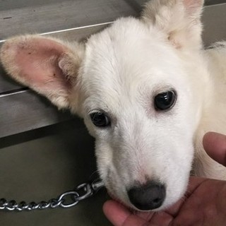 華奢な白仔犬たのしろちゃん→トライアル中
