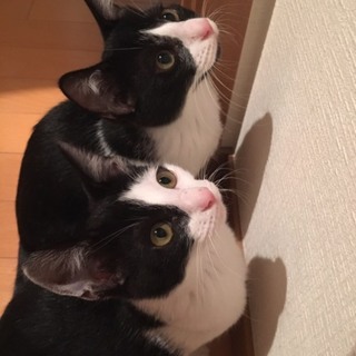 四月生まれの兄妹です。