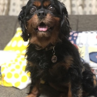 明るくマイペースな男の子　タラ　7歳　ブラックタン