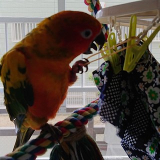 コガネメキシコインコ(性別不明)青年期