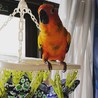 コガネメキシコインコ(性別不明)青年期 サムネイル2