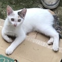 尻尾と方耳にチャームポイントがある猫ちゃんです！