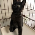 生後3ヵ月の雄の黒猫ちゃん