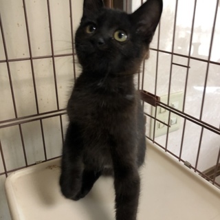 生後3ヵ月の雄の黒猫ちゃん