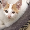 両耳にチャームポイントがある猫ちゃんです♪