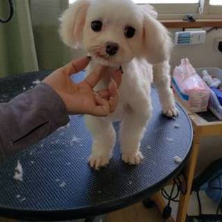 マルチーズ まるぞう君