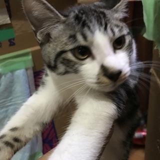 里親募集！やんちゃなれんくん