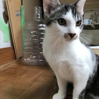 里親募集中！元気いっぱい、ふうくん