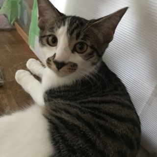 里親募集中！おっとり、あざみくん