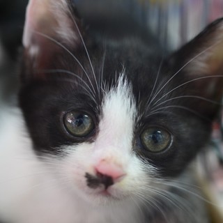 募集一時停止お髭がキュートな男の子 そらくん