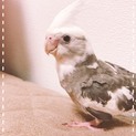 オカメインコ ホワイトフェイスパイド 2歳
