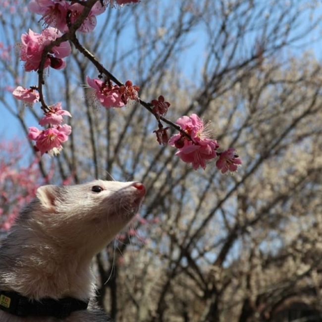 桜太郎のカバー写真