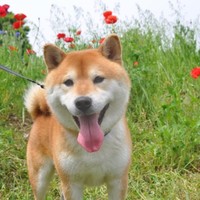 柴太