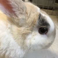 もこ
