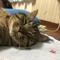 エキゾチック×不明