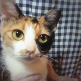 人懐っこい三毛猫