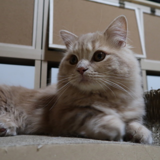 新しい飼い主さん探してます！