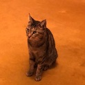 ツンデレのデレ要素が極めて高いキジトラちゃんです。