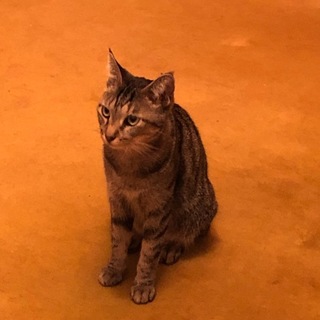 ツンデレのデレ要素が極めて高いキジトラちゃんです。