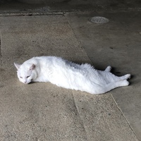 なつめ