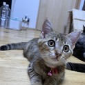 元気いっぱい！人も猫も大好きな甘えん坊な女の子！
