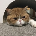新しい飼い主さんを探しています！