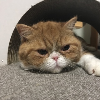 新しい飼い主さんを探しています！