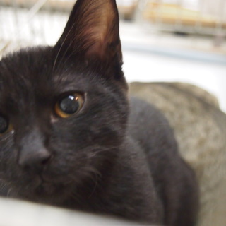 黒子猫サンボちゃん♂