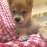 つくね