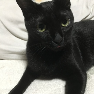 黒猫のあずきです