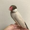 シナモン文鳥 里親募集