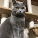新しい飼い主さんを探しています！