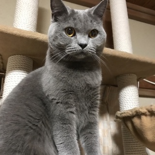 新しい飼い主さんを探しています！