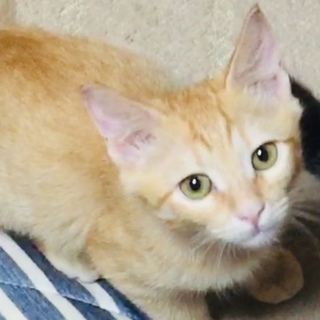 トライアル！ミラクル仔猫ルクラ君♂