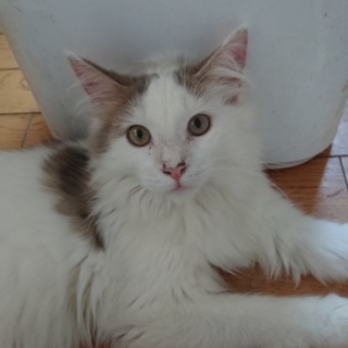 「交渉中」メインクーンの男の子